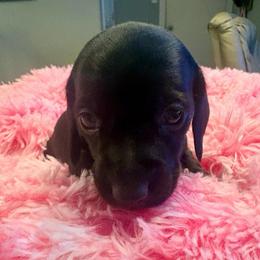 REBA - Black female Dachshund puppy in Channahon, Illinois from Lord Frank’s Mini Weeniers