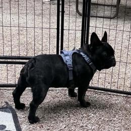 Booker - French Bulldog
