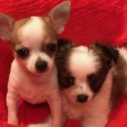 Chihuahuas, Cockapoos, Cocker Spaniels, Poodles, Yorkipoos, and Yorkshire Terriers from Baker Kennels