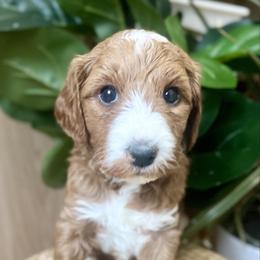 Magnolia 'Nolie' - Red  female Goldendoodle puppy in S AI Nt John, Indiana from Lulu's Goldendoodles