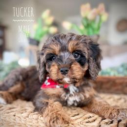 Tucker - Merle male Cavapoo puppy in Temecula, California from Brookside Bernedoodles