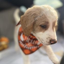Goldendoodle Puppies from Unike Puppies