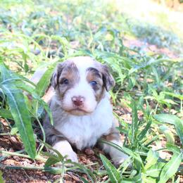 Remi - Red merle male Aussiedoodle puppy in Apache Junction, Arizona from Loving Doodle