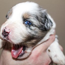 Miniature Australian Shepherd Puppies from Yarborough Kennels