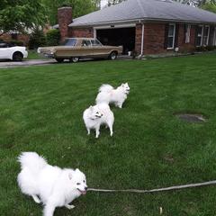 American Eskimo Dog All Grown Up from Turks Eskis