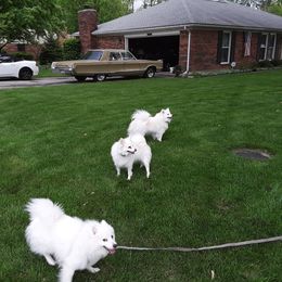 American Eskimo Dog All Grown Up from Turks Eskis