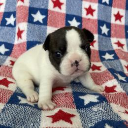 French Bulldog Puppies from The Frenchie Lady Co.