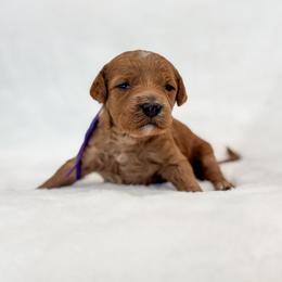 Valentine - Red  female Goldendoodle puppy in Twin Falls, Idaho from Magic Valley Family Doodles