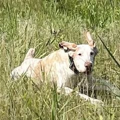 Bracco Italianos and Spinoni Italiani from Caccia Cane Spinone