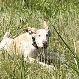 Bracco Italianos and Spinoni Italiani from Caccia Cane Spinone