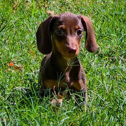 Brownie - Chocolate and tan male Dachshund puppy in Phoenix, Arizona from AZ's Prestigious Miniature Dachshunds