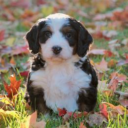 Cookie - Tri-color female Bernedoodle puppy in Lancaster, Pennsylvania from Homestead Bernedoodles