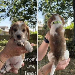 Ginger's Lime  - Reserved - Red black and white female Beagle puppy in Brownsville, Oregon from Beagles on the Run