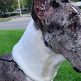 Great Danes and Mastiffs from Sherwood Mastiffs