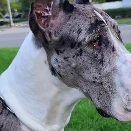 Great Danes and Mastiffs from Sherwood Mastiffs