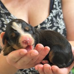 Girl 3 - Black rust and white female Bernese Mountain Dog puppy in Waco, Texas from Van Amburgh Family Farm - Bernese Mountain Dogs