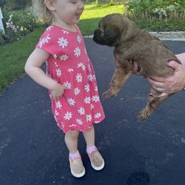 Soft Coated Wheaten Terrier Puppies from Wagging Wheatens