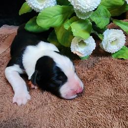 Nightshade - Black and white male Border Collie puppy in Opelousas, Louisiana from Zahara Border Collies