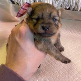 Pretty orange sable - Orange sable female Pomeranian puppy in Kelso, Washington from Highlander Pomeranians