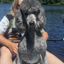 Prim - Poodle