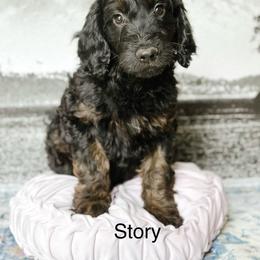 Story - Phantom female Goldendoodle puppy in Pasco, Washington from Camp Doodle Woods