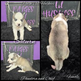 Saturn - Gray and white female Siberian Husky puppy in Bloomfield, Indiana from Paiges lil huskies