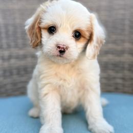 Daisy (Green) - Parti female Goldendoodle puppy in Twin Falls, Idaho from Magic Valley Family Doodles