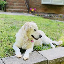 Lucy - Golden Retriever