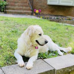 Lucy - Golden Retriever