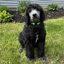 Boy 2 - male Poodle puppy in Athol, Massachusetts from DoeValley Standard Poodles