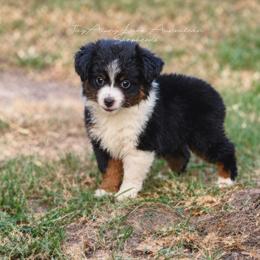 Harmony - Black tri female Toy Australian Shepherd puppy in Muskogee, Oklahoma from Tagalong Lane Australian shepherds