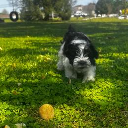 Lacy - Parti female Miniature Schnauzer puppy in Dunlap, Tennessee from Beards of Glory