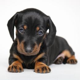 Hazel - Black and tan female Dachshund puppy in Red Bud, Illinois from Midwest Miniature Dachshunds
