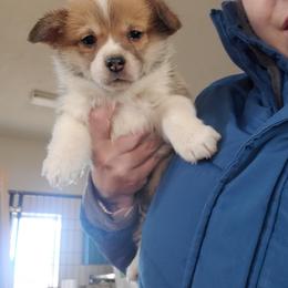 Pembroke Welsh Corgi Puppies from Enok Corgis