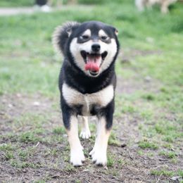 Kyoko - Shiba Inu