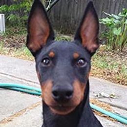 Gryffin - Manchester Terrier