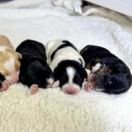 Bordoodle puppies from Mesa View Puppies