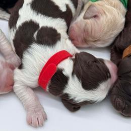 Cockapoo puppies from Magnolia Grove Farms