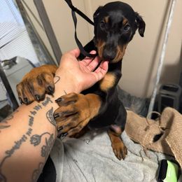 Doberman Pinscher Puppies from Aaliyah’s Dobies