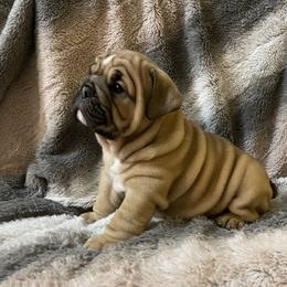 Bulldog Puppies from Semper Fi Bulldogs