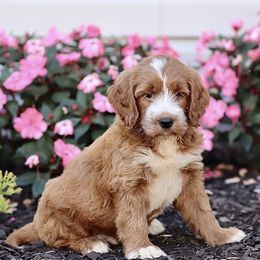 Jack - Apricot male Goldendoodle puppy in North Franklin, Connecticut from Lynn's Goldens