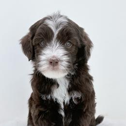 Dani - male Golden Mountain Doodle puppy in Fleming, Colorado from Vandenbark Doodles