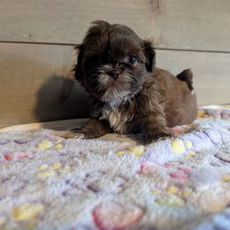 Female with more white - Liver and white female Shih Tzu puppy in Poultney, Vermont from Morgan's Shih Tzus