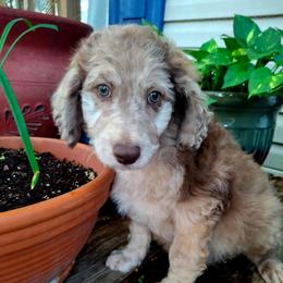 Winston - Brown merle male Aussiedoodle puppy in Grand Saline, Texas from Aussies Acre