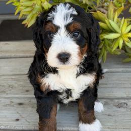 Dune - Tri-color male Bernedoodle puppy in El Campo, Texas from Little Fur Friends Bernedoodles