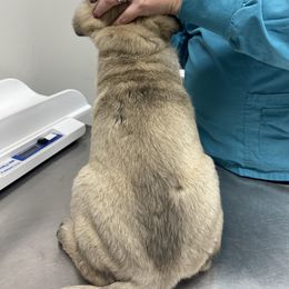 Anatolian Shepherd Dog Puppies from Smithville Hay Livestock Guardian Dogs