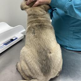 Anatolian Shepherd Dog Puppies from Smithville Hay Livestock Guardian Dogs