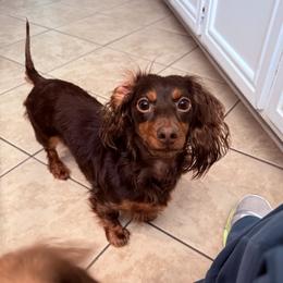 Addie - Dachshund