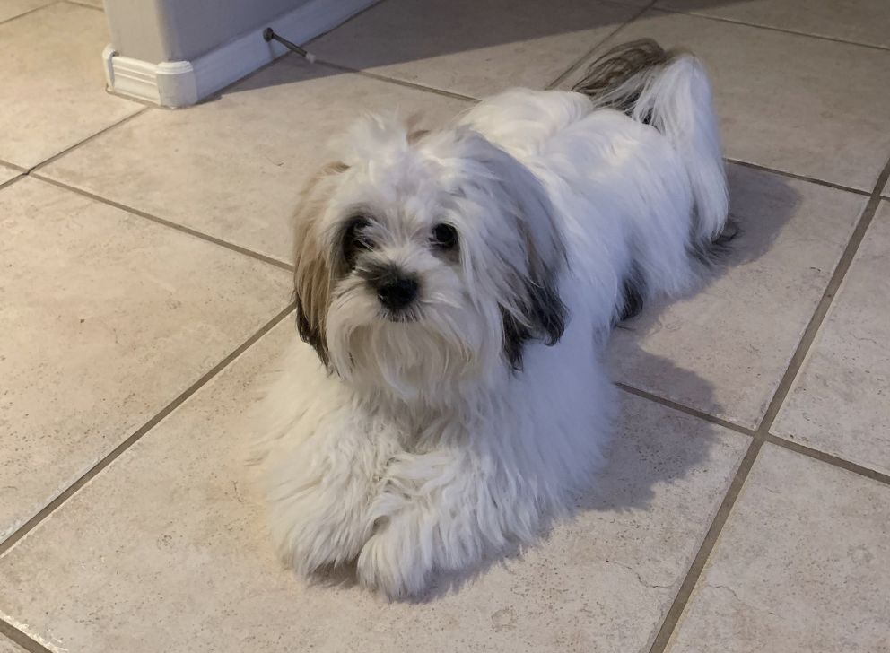Bella Donna Lhasa Apso's in Arizona Lhasa Apso puppies Good Dog