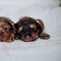 Pink collar - Sable female Cockapoo puppy in Missoula, Montana from Big Sky Cockapoos